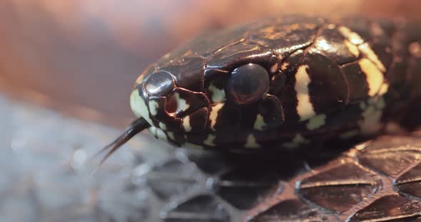 Spilotes Pullatus, Commonly Known As the Caninana,chicken Snake,yellow Rat Snake