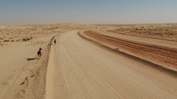 Aerial view two horses running free in the desert of Al Khatim in Abu Dhabi.