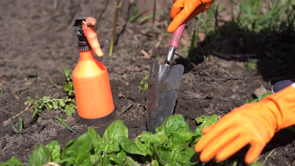 Picking Spinach in a Home Garden