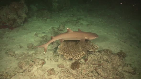 Whitetip reef shark swimming coral reef in the Maldives at night.