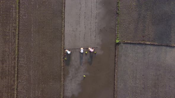 Aerial shot of group of traditional asian farmer planting rice on a beautiful field filled with wate