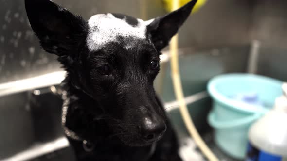 Person washing obedient small black dog in metal tub in modern veterinary salon