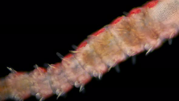 Worm Proceraea Sp. Under a Microscope, the Syllidae Family, the Polychaeta Class, Was Found in the alt