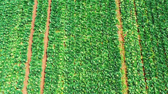 Fly Over Green Crops of Cabbage Plants in Summer.