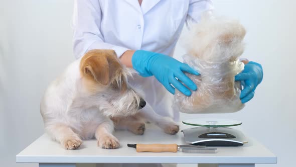 A Girl Puts the Coat of a Jack Russell Terrier in a Bag on the Scales