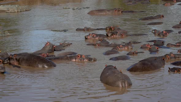 Panorama Rookery Big Herd Of Hippos In The African Mara River With Brown Water