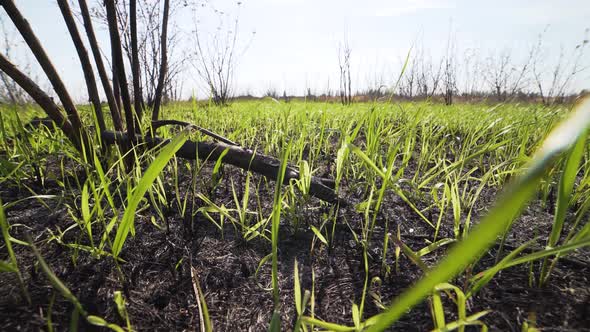 Closeup Dolly Shot of Fresh Green Grass on the Field After a Fire