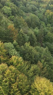 Aerial View of Trees in the Forest