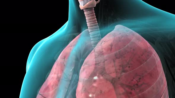 Alveolus closeup anatomy, oxygen and carbon dioxide exchange between alveolus and capillaries