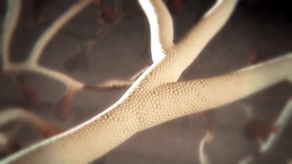 The pancreas secretes the hormone insulin which is the key to allowing glucose t alt