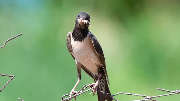 Rosy Starling (Sturnus roseus) sits on a wire with a grasshoppers in its beak