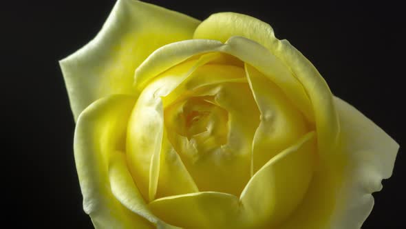 Yellow Rose Blossom 3