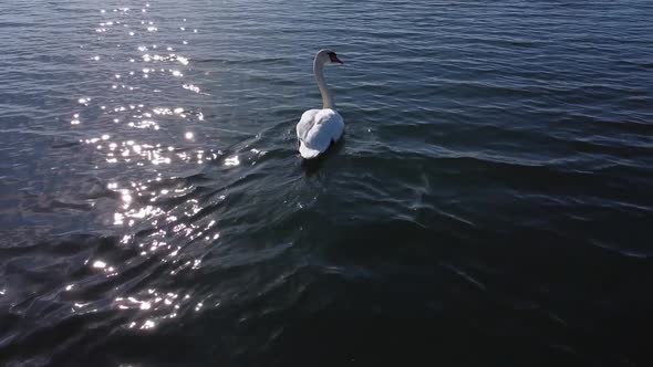 Goose In Lake