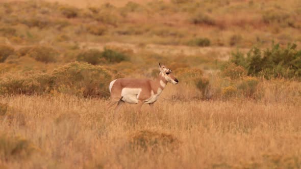 Pronghorn in Yellowstone National Park