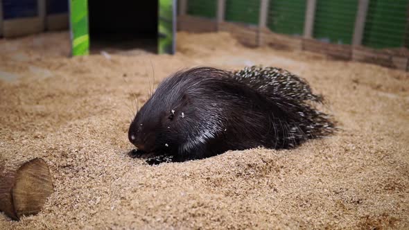 Crested Porcupine Erethizon Dorsatum, Close-up. Zoo