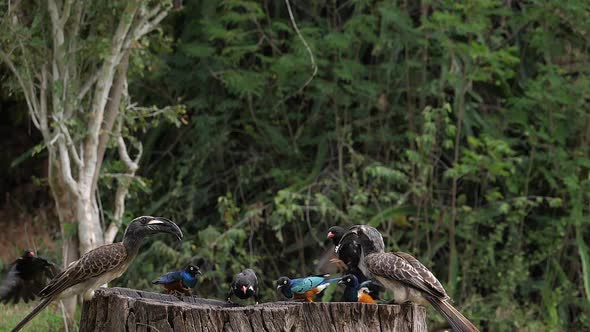 980236 Birds at the Feeder, Superb Starling, Red-billed Hornbill, African Grey Hornbill, Group in fl