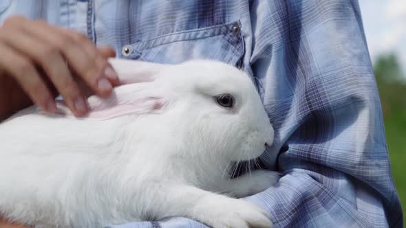 Young Boy Caucasian Ethnicity in a Blue Checkered Shirt Holds Cute Fluffy Domestic White Rabbit His