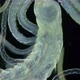 Worm Polychaeta under a microscope. Family Cirratulidae - VideoHive Item for Sale