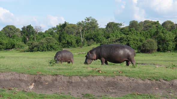 Baby Hippo with his mom grazing