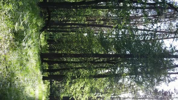 Vertical Video of a Forest with Pine Trees