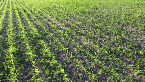 Young Green Corn, Maize Sprouts, Shoots, Planted in Rows in Field, Aerial View