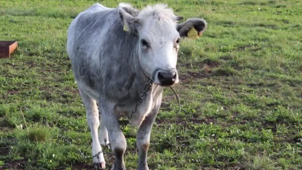 Grey heifer walking in to camera