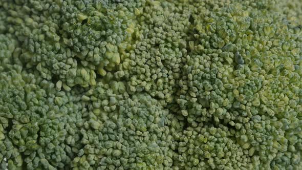 Close-up of Brassica oleracea broccoli floret 4K slow pan video