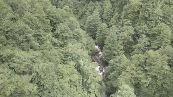 Mtirala National Park from drone, Adjara, Georgia. Flying over subtropical mountain forest