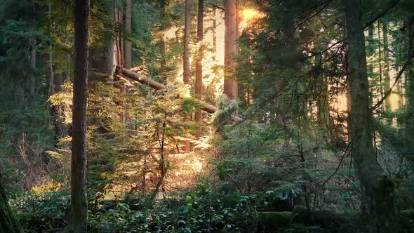 Peaceful Forest Lit Up In Afternoon Sun