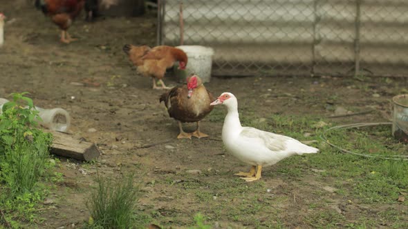 Domestic White and Brown Duck and Rooster Walk on the Ground. Background of Old Farm. Search of Food
