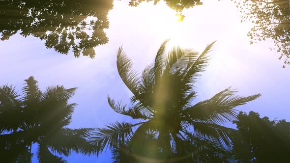 Storm Palms Under Clear 2 Day Sky