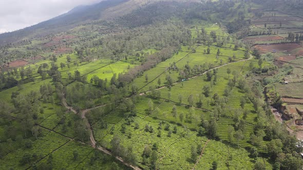 Aerial view of tea plantation. Top view fresh green tea terrace farm.