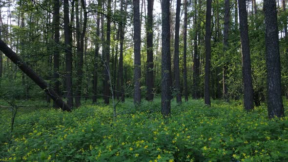 Summer Forest with Pine Trees Slow Motion