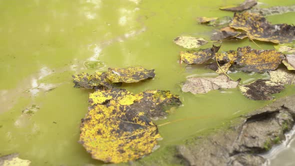 Autumn Leaves In The Swamp