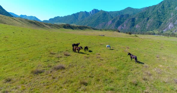 Flight Over Wild Horses Herd on Meadow, Spring Mountains Wild Nature, Freedom Ecology Concept