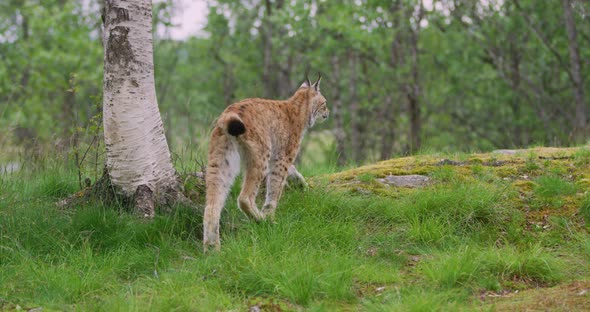 Cute Young European Lynx Walking in the Forest a Summer Evening