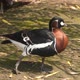 The red-breasted goose - VideoHive Item for Sale