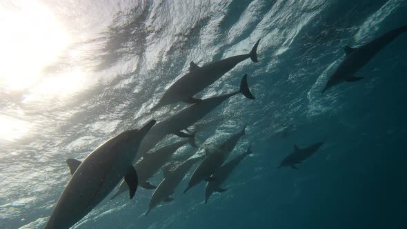 Dolphins Playing in the Blue Water of Red Sea