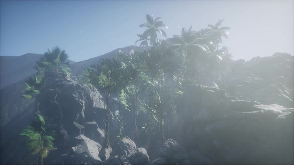 Sunset Beams Through Palm Trees alt