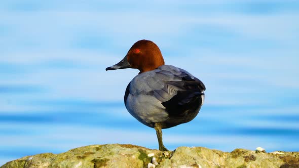 A Duck In Yoga Near River