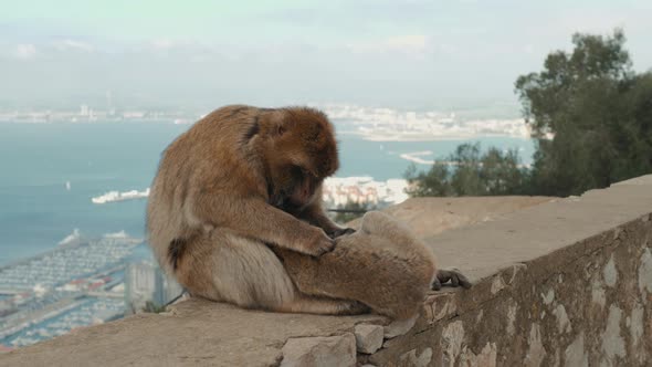 Monkey Playing on a Beach in Sea