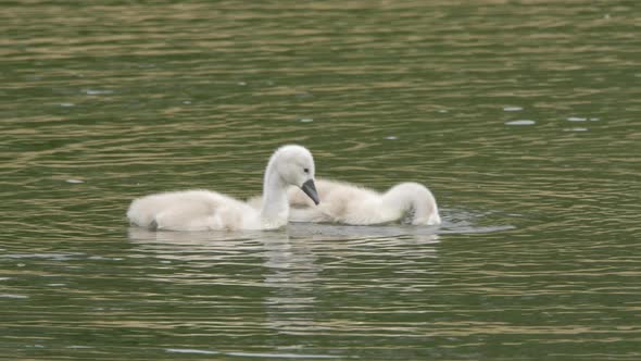 Baby Swans