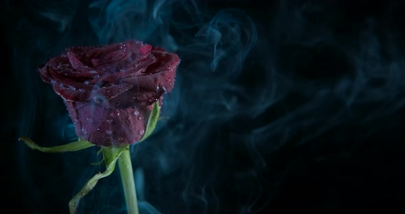 Rose Petals in Smoke