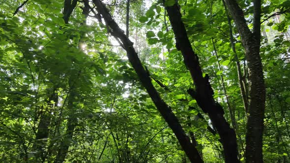 Green Forest with Trees By Day