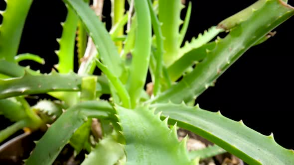 Camera Zoom to Green Leaves Plant Aloe on an Isolated Black Background