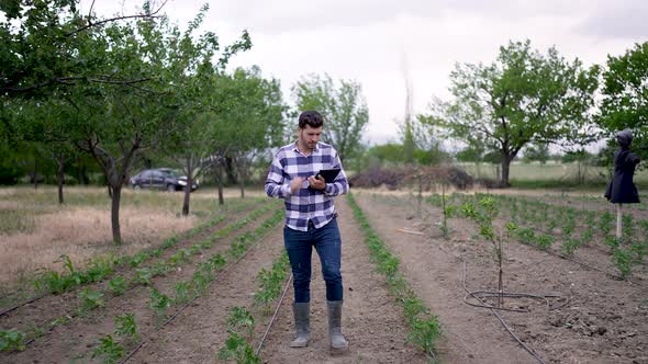 Young farmer walking in a soybean field and examining crop.