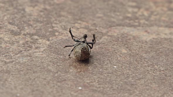 Black Beetle Lies on its Back