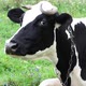 Cow Head - VideoHive Item for Sale