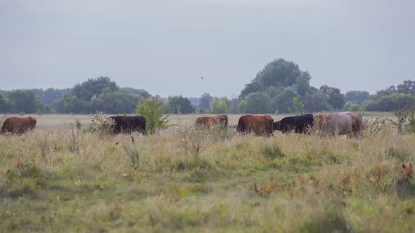 Cows Are Going For the Evening Milking. 10