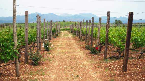 Wineyard with Grape Rows